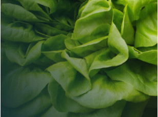 Green Leaves